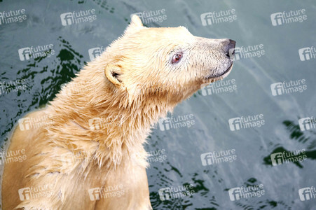 Tierische Inventur im Erlebnis-Zoo Hannover