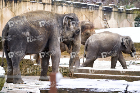 Tierische Inventur im Erlebnis-Zoo Hannover