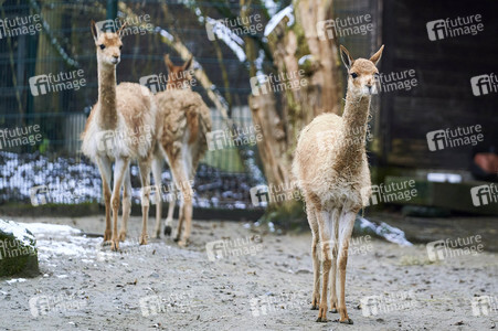 Tierische Inventur im Erlebnis-Zoo Hannover