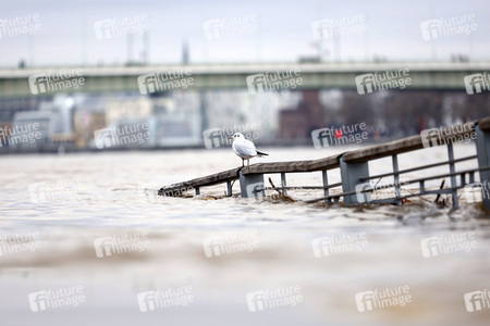 Hochwasser in Köln