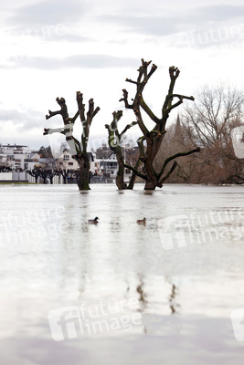 Hochwasser in Köln