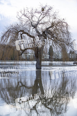 Hochwasser in Königswinter
