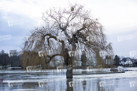 Hochwasser in Königswinter