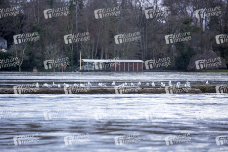 Hochwasser in Königswinter