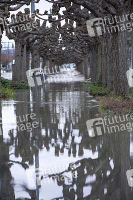 Hochwasser in Königswinter
