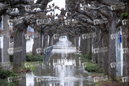 Hochwasser in Königswinter