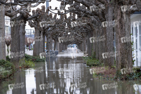 Hochwasser in Königswinter