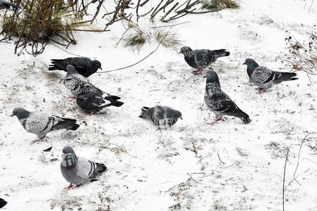 Wintereinbruch in Berlin