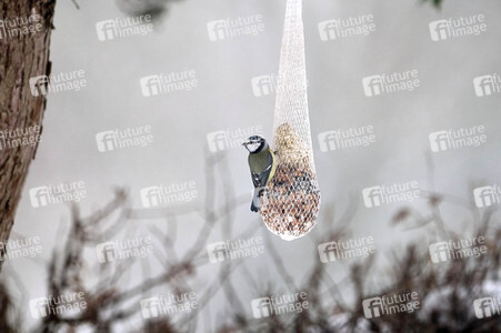 Symbolfoto Vogelfütterung