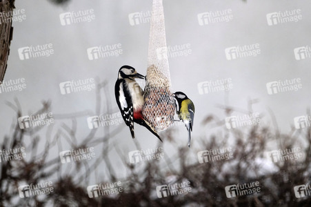 Symbolfoto Vogelfütterung