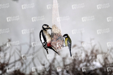 Symbolfoto Vogelfütterung
