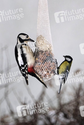 Symbolfoto Vogelfütterung