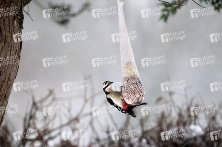 Symbolfoto Vogelfütterung