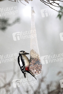 Symbolfoto Vogelfütterung