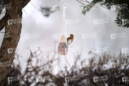 Symbolfoto Vogelfütterung