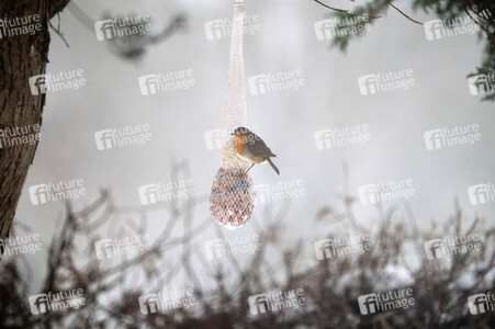 Symbolfoto Vogelfütterung
