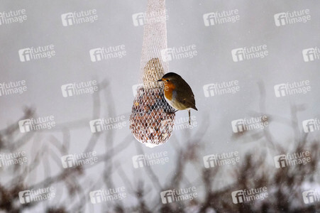 Symbolfoto Vogelfütterung