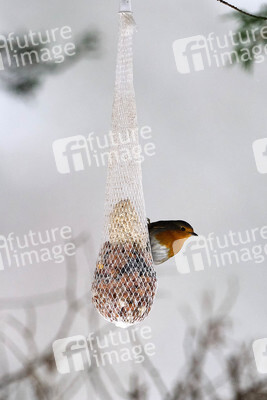 Symbolfoto Vogelfütterung