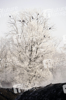 Symbolfoto Winter