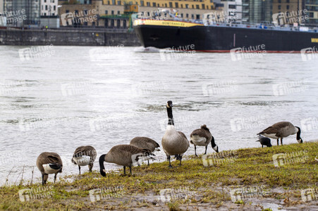 Gänse in Köln