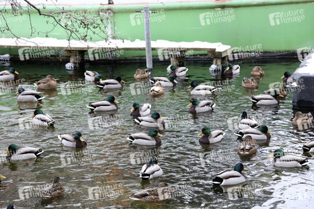 Winterspaß auf dem zugefrorenen Bötzsee in Strausberg