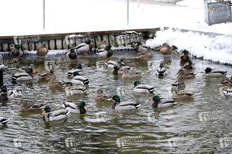 Winterspaß auf dem zugefrorenen Bötzsee in Strausberg