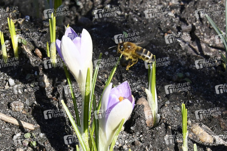 Honigbienen in Berlin