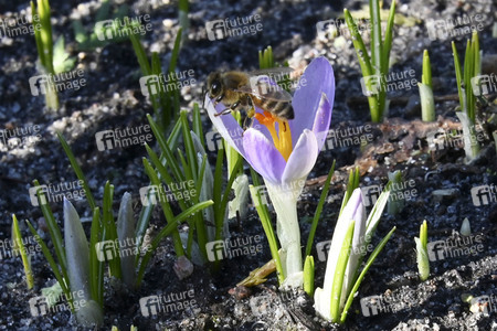 Honigbienen in Berlin