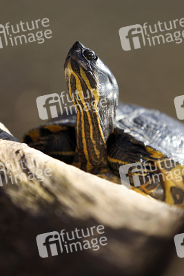 Ausgesetzte Schildkröte in Köln