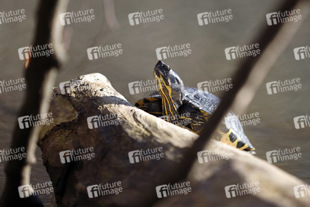 Ausgesetzte Schildkröte in Köln