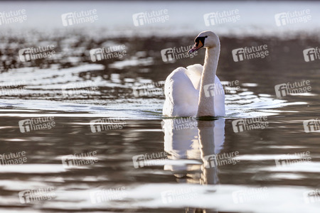 Symbolfoto Wasservogel