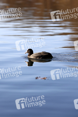 Symbolfoto Wasservogel