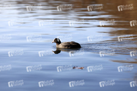 Symbolfoto Wasservogel