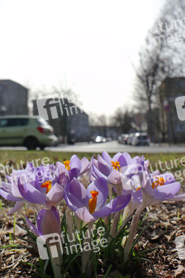 Krokusse in Berlin