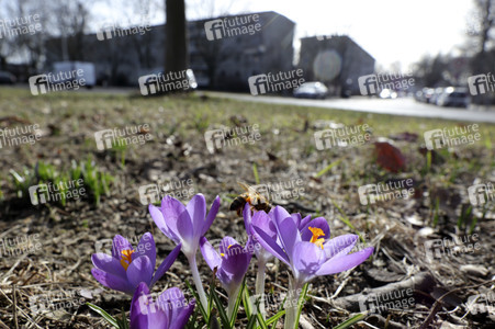 Krokusse in Berlin