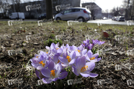 Krokusse in Berlin