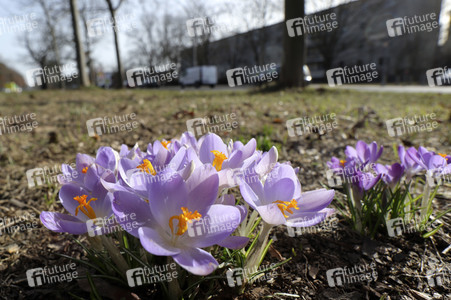 Krokusse in Berlin