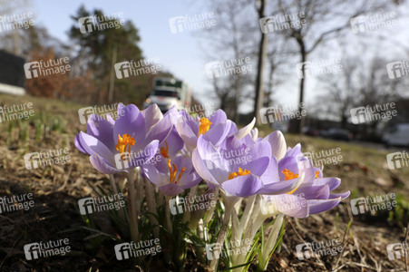Krokusse in Berlin