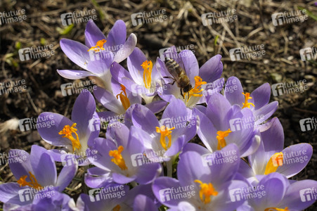 Krokusse in Berlin