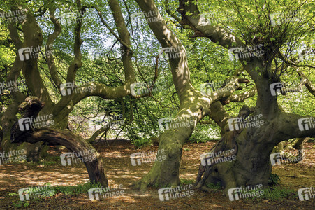 'Internationaler Tag des Waldes / International Day of Forests'-Bodypainting