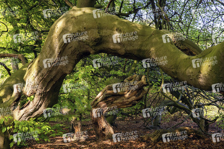 'Internationaler Tag des Waldes / International Day of Forests'-Bodypainting