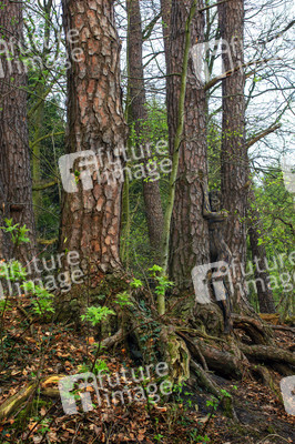 'Internationaler Tag des Waldes / International Day of Forests'-Bodypainting