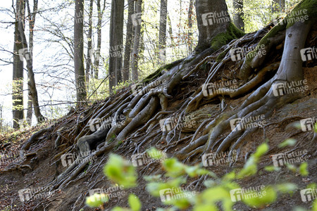 'Internationaler Tag des Waldes / International Day of Forests'-Bodypainting