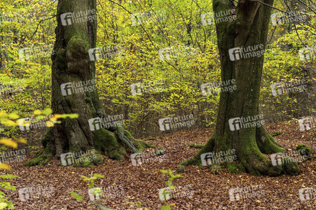 'Internationaler Tag des Waldes / International Day of Forests'-Bodypainting