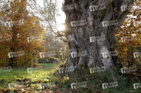'Internationaler Tag des Waldes / International Day of Forests'-Bodypainting