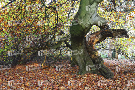 'Internationaler Tag des Waldes / International Day of Forests'-Bodypainting