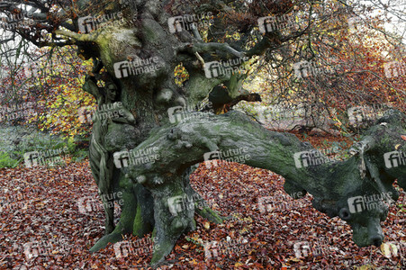 'Internationaler Tag des Waldes / International Day of Forests'-Bodypainting