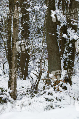 'Internationaler Tag des Waldes / International Day of Forests'-Bodypainting