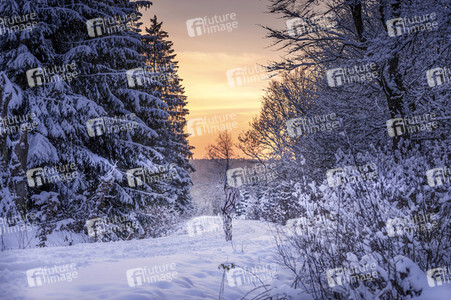 'Internationaler Tag des Waldes / International Day of Forests'-Bodypainting