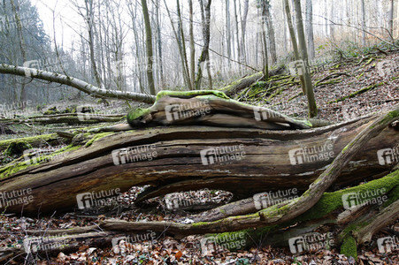 'Welttag des Holzes / World Wood Day'-Bodypainting